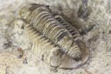 Bargain, Detailed Gerastos Trilobite Fossil - Morocco #141681-5